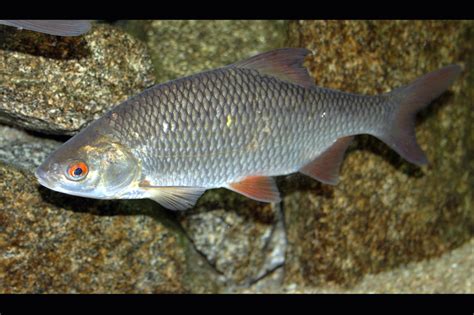 Cyprinidae .